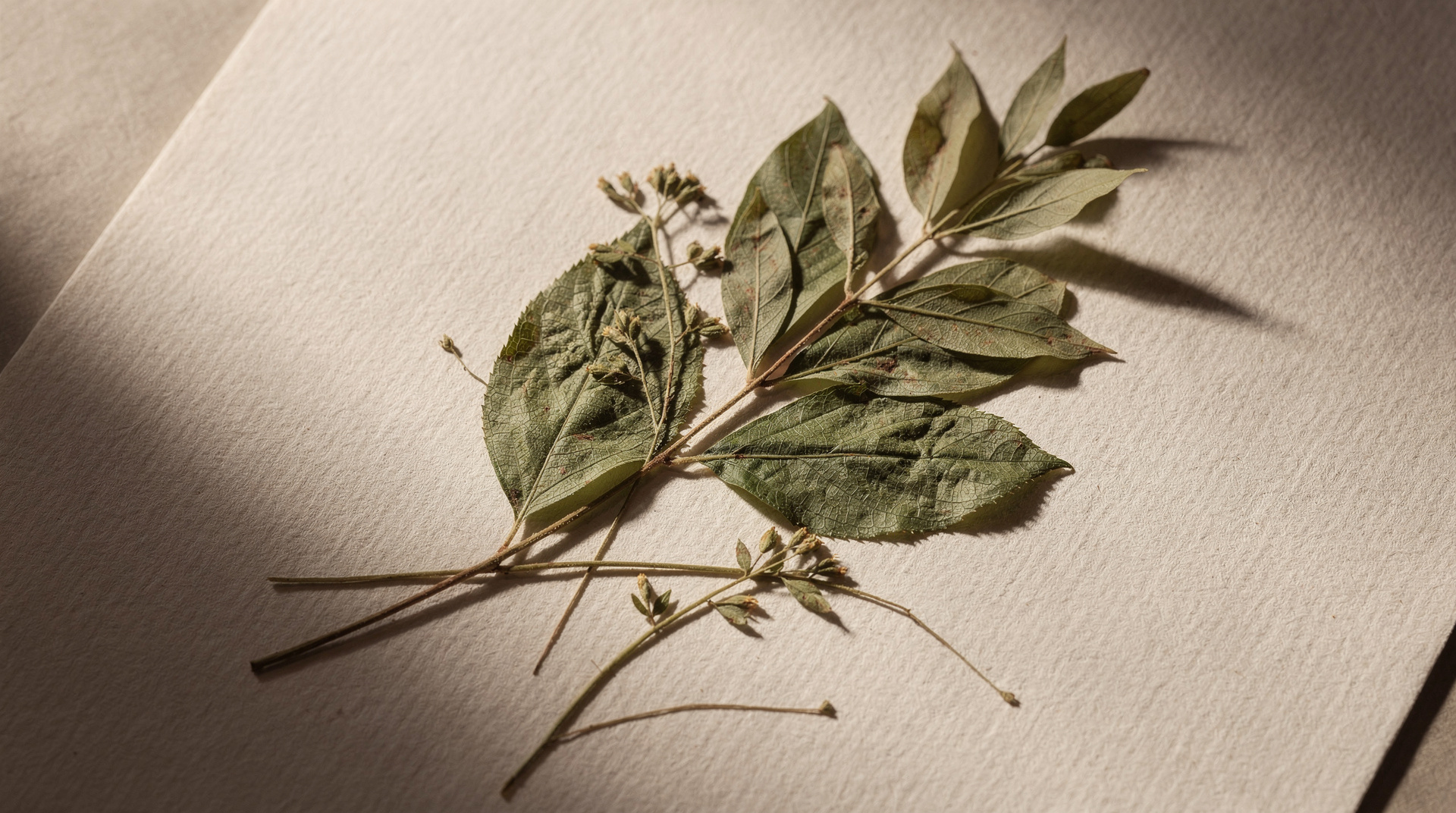 Verdant Press — botanical editorial